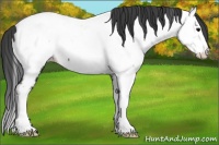 Horse Color:Black Splash Appaloosa 
