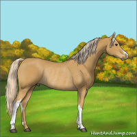 Horse Color:Palomino Rabicano 