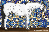 Horse Color:Gray Blue Roan Splash Tobiano Frame Near Leopard 