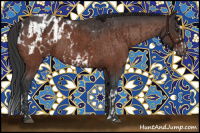 Horse Color:Brown Sabino Splash Frame Rabicano  and Bay Roan Appaloosa Rabicano 