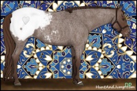 Horse Color:Liver Red Roan Appaloosa