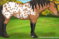 Horse Color:Bay Appaloosa 