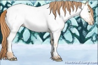 Horse Color:Gold Champagne Dun Appaloosa 
