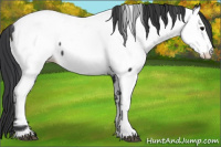 Horse Color:Black Fewspot 