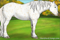Horse Color:Silver Classic Cream Champagne Dun Appaloosa 
