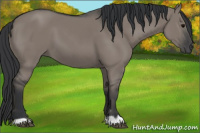 Horse Color:Grullo 