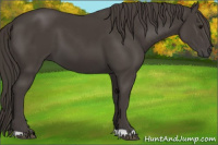 Horse Color:Smoky Black