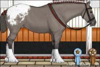 Horse Color:Grullo Appaloosa 