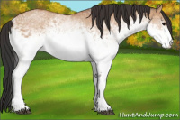 Horse Color:White Spotted Bay Dun 