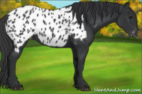 Horse Color:Black Near Leopard Rabicano 