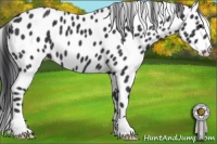 Horse Color:Black Appaloosa