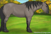 Horse Color:Grullo 