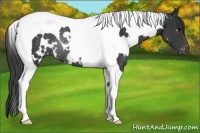 Horse Color:White Spotted Black Tobiano Appaloosa Rabicano 