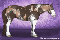 Horse Color:White Spotted Sable Champagne  and White Spotted Liver Chestnut 