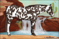 Horse Color:Liver Chestnut Appaloosa 