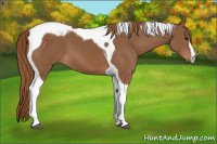 Horse Color:Chestnut Tobiano