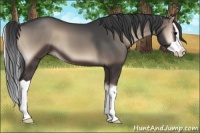 Horse Color:Blue Onyx Splash 