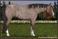 Horse Color:Bay Roan Sabino 
