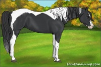 Horse Color:Black Splash Tobiano 