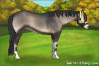 Horse Color:Blue Onyx 