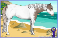 Horse Color:Silver Black Tobiano Frame Appaloosa 