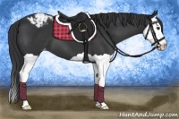 Horse Color:Black Splash Appaloosa 