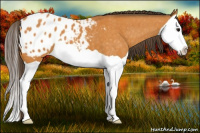 Horse Color:Buckskin Splash Appaloosa 