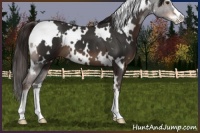Horse Color:White Spotted Liver Chestnut Sabino 