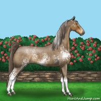 Horse Color:White Spotted Chocolate Palomino Roan 