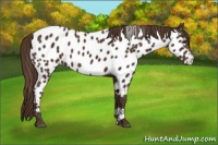 Horse Color:Liver Chestnut Appaloosa 