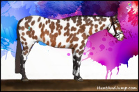 Horse Color:Buckskin Roan Near Leopard 