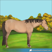 Horse Color:Amber Champagne Rabicano 