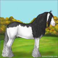 Horse Color:Black Splash Rabicano 