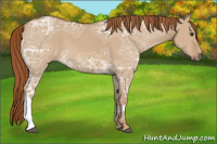 Horse Color:Red Dun Ice 