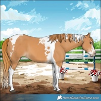Horse Color:Chestnut Splash Tobiano