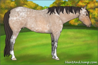 Horse Color:Buckskin Ice Roan