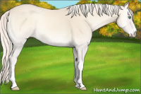 Horse Color:Cremello Onyx 