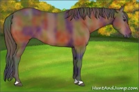 Horse Color:Nacre Bay 