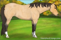 Horse Color:Buckskin Roan 