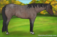 Horse Color:Brown Roan 