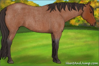 Horse Color:Buckskin Roan 