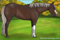 Horse Color:Silver Brown 