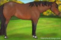 Horse Color:Buckskin Roan 