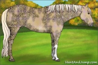 Horse Color:Plaid  Palomino Ice 
