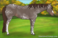 Horse Color:Liver Chestnut Ice 