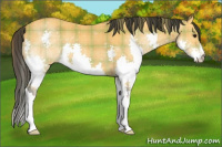 Horse Color:Plaid Buckskin Splash