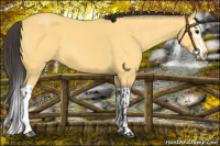 Horse Color:Buckskin and Buckskin Splash