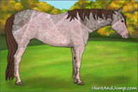 Horse Color:Liver Red Ice Roan 