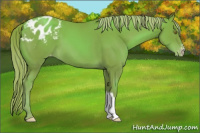 Horse Color:Gold Champagne Appaloosa 