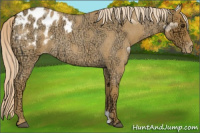 Horse Color:Palomino Ice Roan Appaloosa 